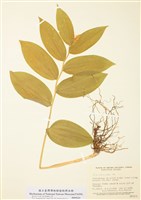 藏品(鹿藥屬)的圖片